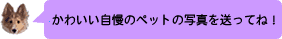���킢�������y�b�g