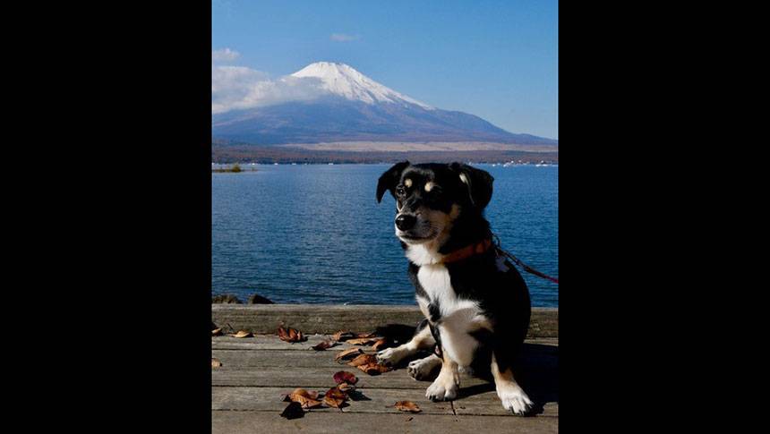 富士山と犬 山梨県・山中湖の愛犬と泊まれる宿「プライベートハウス バイロン」|山中湖畔のデッキで、冠雪した富士山を背にたたずむ黒と茶の愛犬