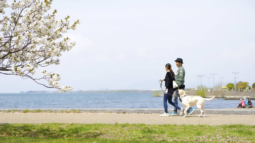 近隣を愛犬と散歩 滋賀県・琵琶湖の愛犬と泊まれる宿「レジーナリゾートびわ湖長浜」琵琶湖畔の桜並木を愛犬のラブラドールレトリバーと散歩する飼い主夫婦