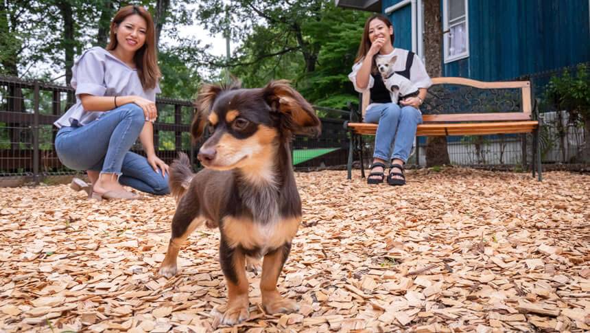 ウッドチップドッグラン 栃木県・那須高原の愛犬と泊まれる宿「ホテルフォレストヒルズ那須」のウッドチップドッグラン|足に優しいウッドチップ敷きのエリアで遊ぶ小型犬