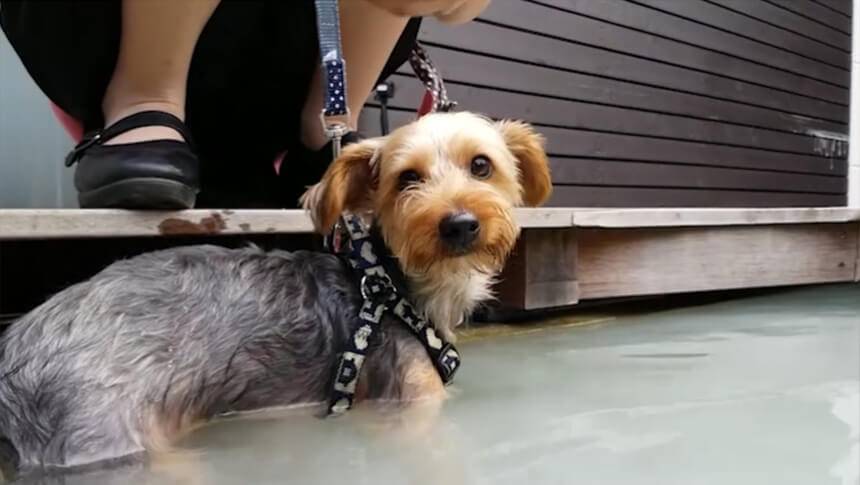 ドッグスパリゾート アルトピアーノのプールで水遊びを楽しむ小型犬