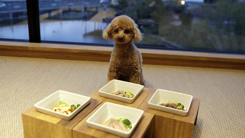 愛犬用の食事も豊富 滋賀県・琵琶湖の愛犬と泊まれる宿「レジーナリゾートびわ湖長浜」の愛犬専用手作りご飯メニューとトイプードル