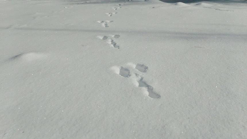 白い雪の上に続く足跡