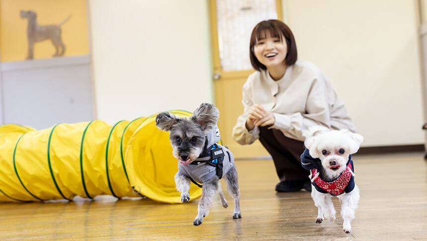 ゆうふり伊豆高原ほったらかしの宿|屋内ドッグラン 静岡県・伊豆高原の犬と泊まれる宿「ゆうふり伊豆高原 ほったらかしの宿」|清潔感のある屋内ドッグランで遊ぶ2頭の小型犬(シュナウザーとマルチーズ)。背景には黄色いトンネルのアジリティがあり、女性が笑顔で見守っている。