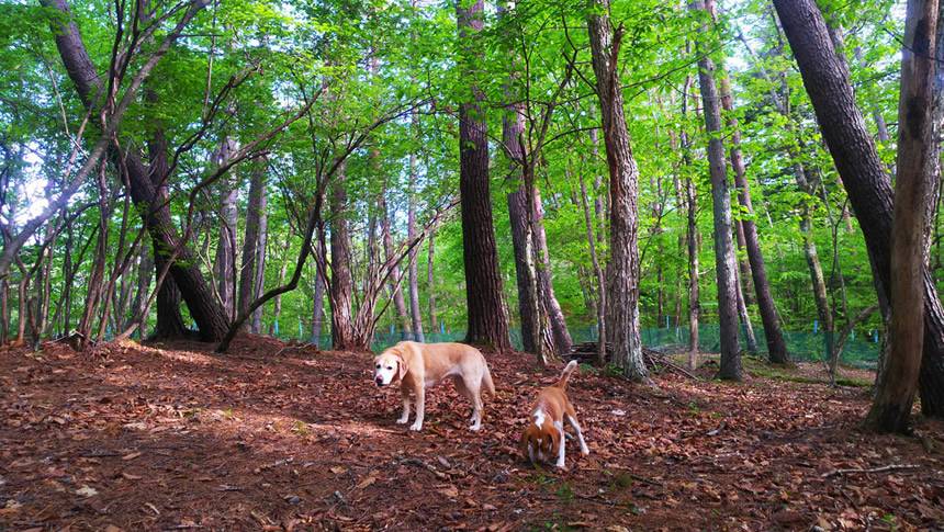 木々に囲まれたフェンスのある林で過ごす2頭の犬