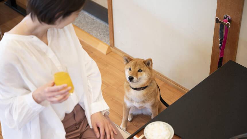 浜名湖わんわんパラダイスホテルの愛犬同伴レストランで食事を楽しむ宿泊者|静岡県浜名湖の犬と泊まれる温泉宿