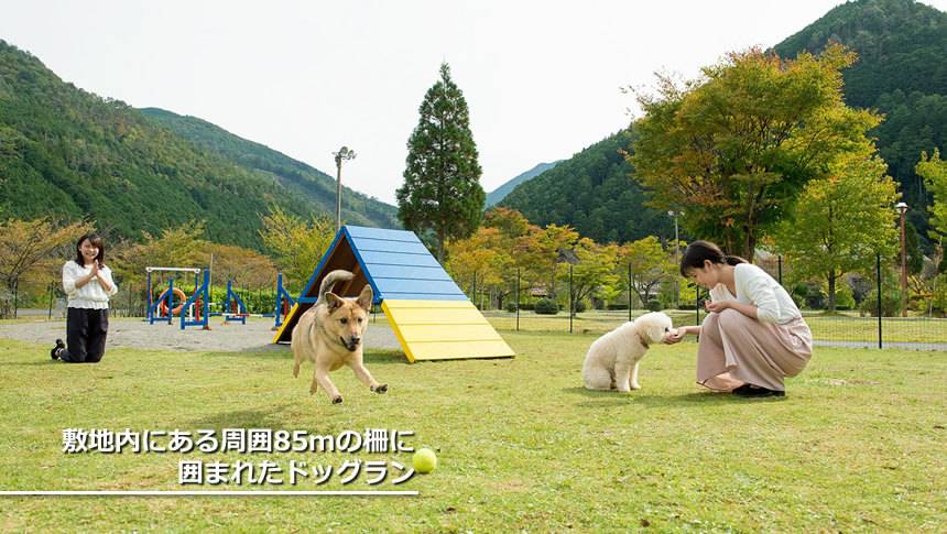 ドッグラン わんわんパラダイス 松阪の敷地内にある周囲85mのアジリティ付き芝生ドッグランで遊ぶ愛犬たち。