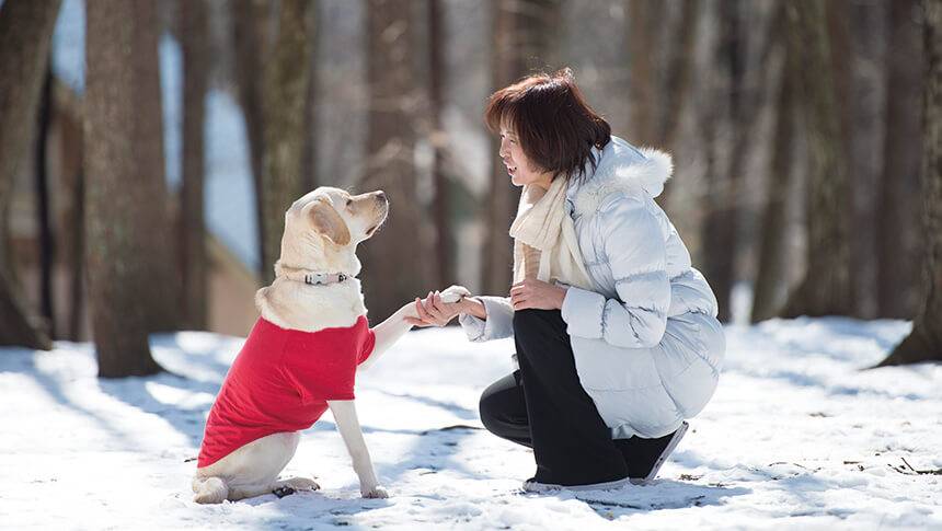 雪が積もる八ヶ岳の森で愛犬と触れ合う冬の旅行風景