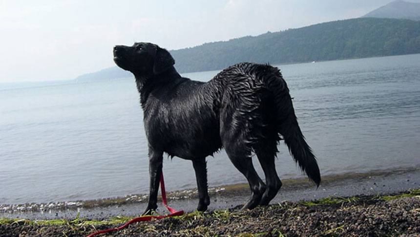 湖で水遊び 山梨県・山中湖の愛犬と泊まれる宿「プライベートハウス バイロン」山中湖の湖畔で水遊びを楽しむ黒のラブラドールレトリバー(ペット同伴の旅)