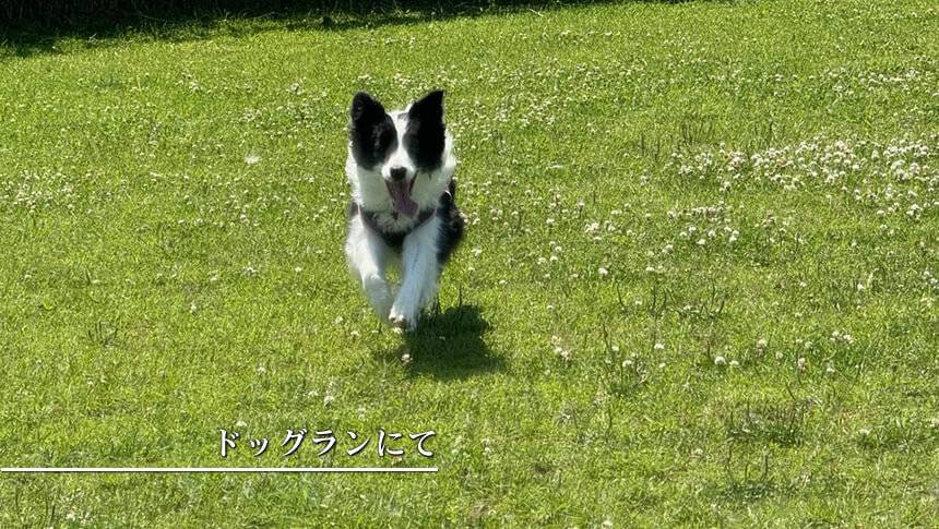 GREENHOUSE 淡路ガーデンの芝生のドッグランを元気に走る犬