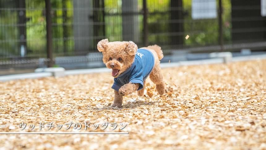 コレドール湯河原Dog&Resortのウッドチップドッグランを走る愛犬