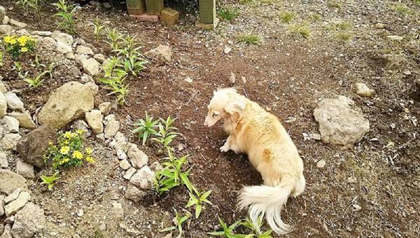 貸別荘わんわんワンのプライベートドッグランで過ごす愛犬