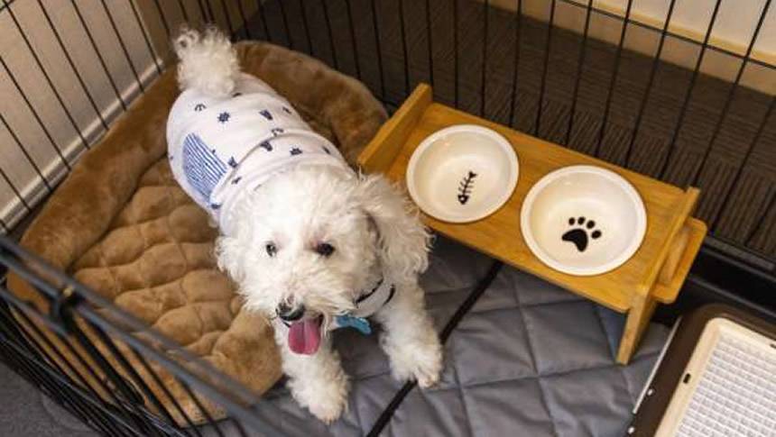 客室で寛ぐ愛犬 沖縄県の愛犬と泊まれる宿「エンズ マリーナ イン マシキ コンドホテルズ」|エンズマリーナインマシキの室内ケージ(サークル)の中でくつろぐ白いトイプードル。フードボウルがセットされたペットフレンドリーな宿。