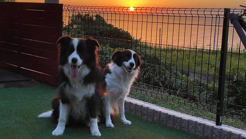 GREENHOUSE 淡路ガーデンで瀬戸内海の夕日を背景に並ぶ2頭の犬