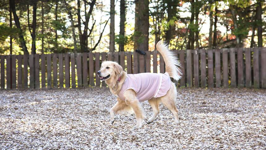 ドッグランで遊ぶゴールデンレトリバー 長野県・軽井沢の愛犬と泊まれる宿「CARO FORESTA 軽井沢 GIARDINO(カーロフォレスタ軽井沢ジャルディーノ)」|ウッドチップのドッグランで楽しそうに走るゴールデンレトリバー(大型犬)