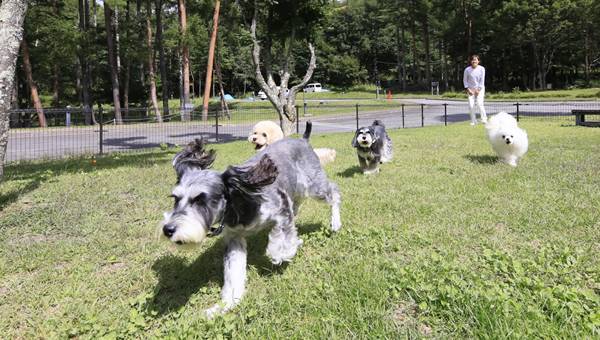 ゆとりろ蓼科ホテルwith DOGSの屋外ドッグランを元気に走る愛犬たち