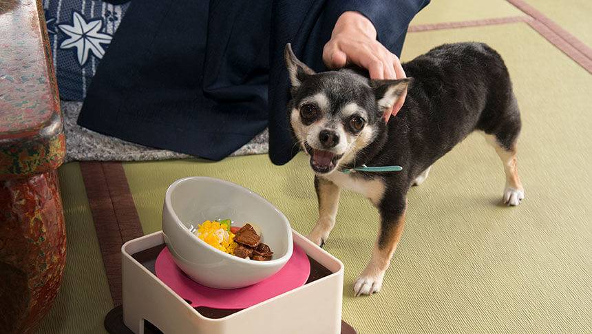 岐阜県・下呂温泉の愛犬と泊まれる宿「紅葉館 別館わん泊亭」で用意された犬用ごはんを喜ぶチワワ