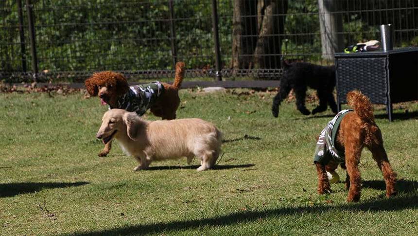 那須のドッグスパリゾート アルトピアーノで自由に走り回る犬たちの様子