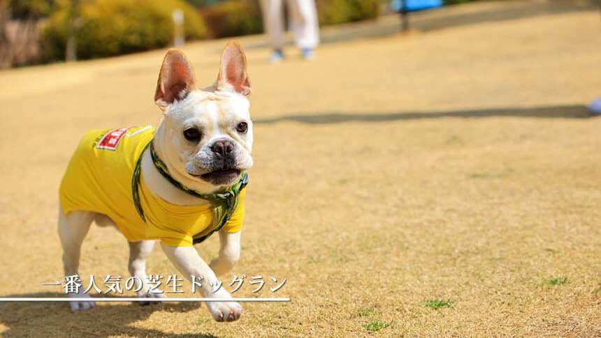 コレドール湯河原Dog&Resortの芝生ドッグランを元気に走る愛犬