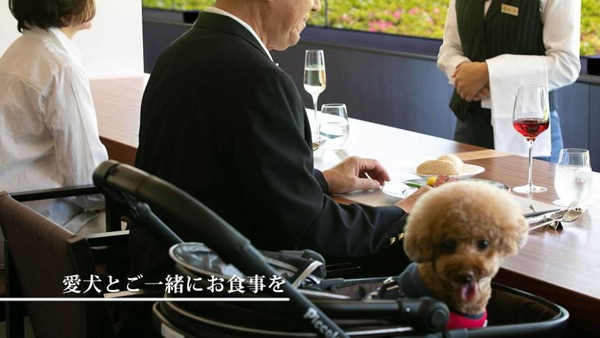 コレドール湯河原Dog&Resortのダイニングで愛犬と一緒に食事を楽しむ宿泊客