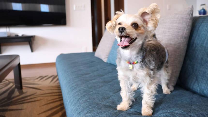 館山「オーシャンリゾート館山」のソファでくつろぐ愛犬、ペットと泊まれる安心設計の宿