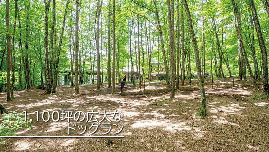八ヶ岳の木立に囲まれた、わんわんパラダイス 八ヶ岳の広大な森林ドッグラン