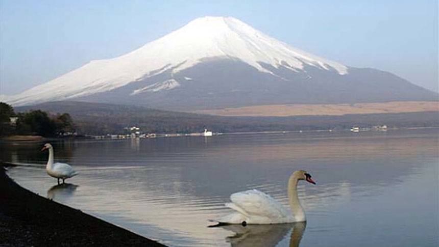 雪化粧の富士山 山梨県・山中湖の愛犬と泊まれる宿「プライベートハウス バイロン」山中湖畔から見る雪化粧した富士山と湖面に浮かぶ白鳥(犬の散歩コース)