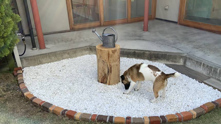 ペンションK-yardに設けられた愛犬用の屋外トイレスペース