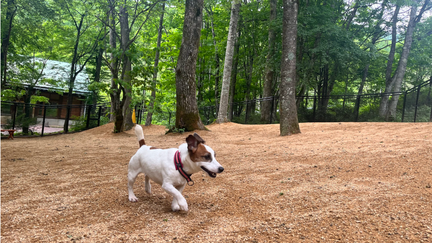 わんわんパラダイス 高山の森林ドッグランを走る小型犬