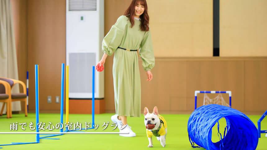 コレドール湯河原Dog&Resortの室内ドッグランで愛犬と遊ぶ宿泊客