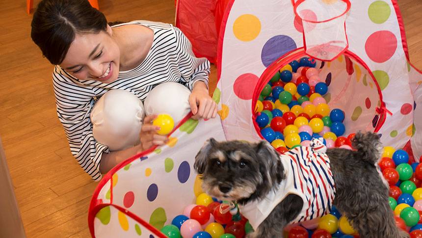 岐阜県・下呂温泉の愛犬と泊まれる宿「紅葉館 別館わん泊亭」の室内プレイスペースでボールプールとミニチュアシュナウザーで遊ぶ様子