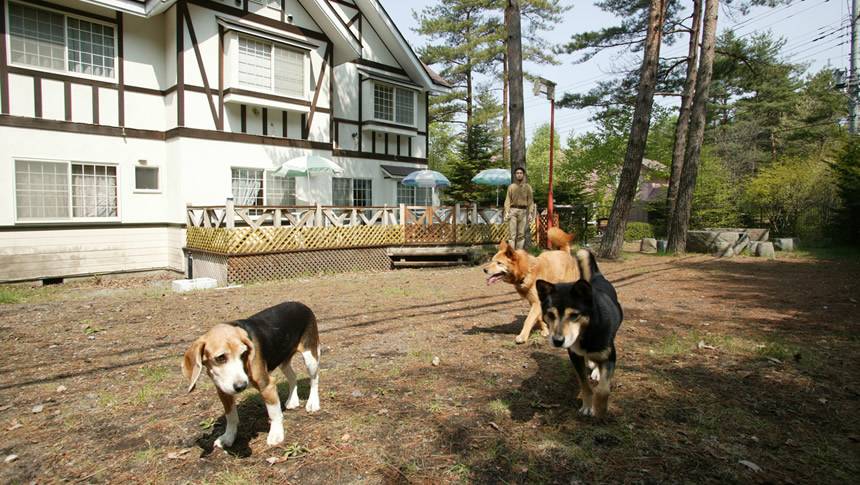 ペンション・ブロードウェイの建物前の庭で過ごす犬たち