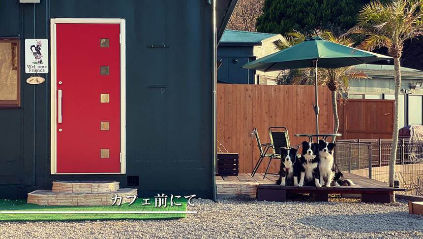 GREENHOUSE 淡路ガーデンのカフェ前テラスで並ぶ3頭の犬