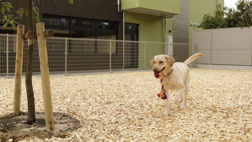 ウッドチップドッグラン完備 滋賀県・琵琶湖の愛犬と泊まれる宿「レジーナリゾートびわ湖長浜」のウッドチップドッグランで遊ぶラブラドールレトリバー
