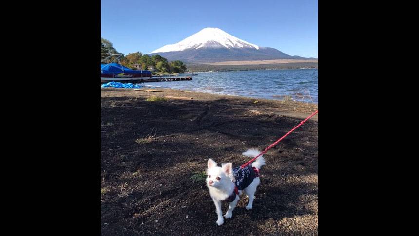 富士山と犬 山梨県・山中湖の愛犬と泊まれる宿「プライベートハウス バイロン」|山中湖畔の砂浜で富士山をバックにお散歩を楽しむ白いチワワ
