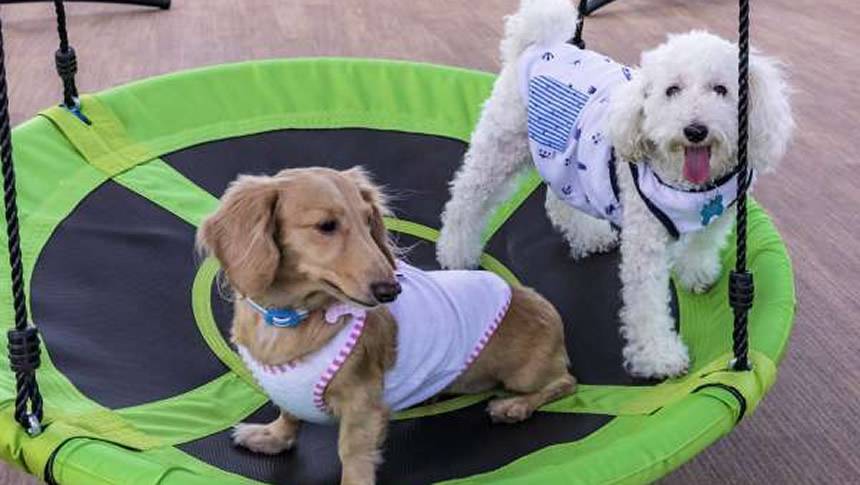 屋上スペース 沖縄県の愛犬と泊まれる宿「エンズ マリーナ イン マシキ コンドホテルズ」|屋上のドッグランスペースにある円形ブランコで遊ぶダックスフンドとトイプードル。沖縄で犬と泊まれるエンズマリーナインマシキ。
