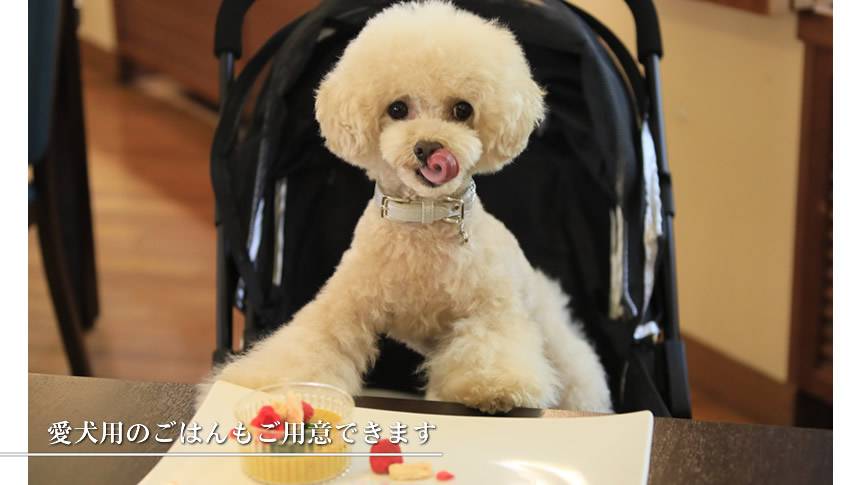 愛犬の健康にも配慮した専用メニューが用意され、一緒に食事を楽しめます。