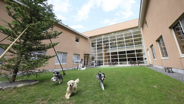 ゆとりろ蓼科ホテルwith DOGSの中庭ドッグランを走る愛犬たち