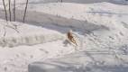 0058-slider07-footloose-urabandai-dog-playing-snow