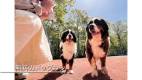 1646-slider03-tochigi-Mimoza-Retreat-nasu-Free-Dog-Run