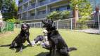 1634-slider07_Regina-Resort-Yamanakako-dog-run