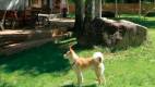 0058-slider05-footloose-urabandai-dog-run-dog