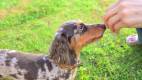 1648-silder07-LaPista-HotelandResort-chiba-dog-run