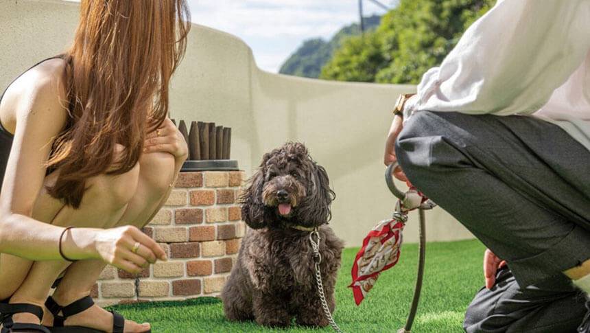 静岡県西伊豆の愛犬と泊まれる海と夕陽の楽園「頬杖の刻」｜屋外ドッグラン（アジリティ付き）。人工芝で安心して遊べる、愛犬連れに嬉しい施設
