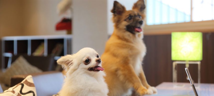 ご 遊庭 千葉県 鴨川のペットと泊まれる宿