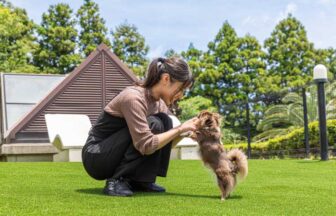 愛犬お宿 伊豆高原のドッグランで小型犬とふれあう女性