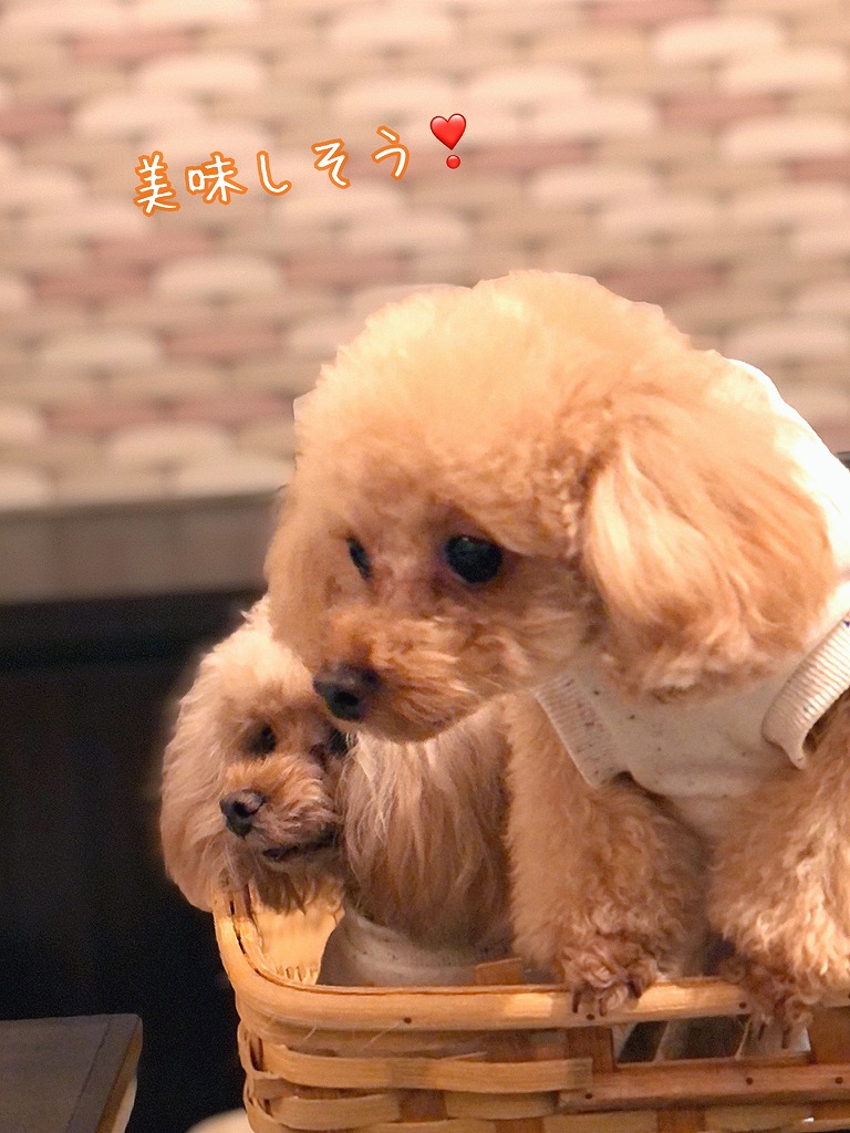 いちごちゃまさんの感想文 ホテル凛香 富士山中湖リゾート 口コミ 評判