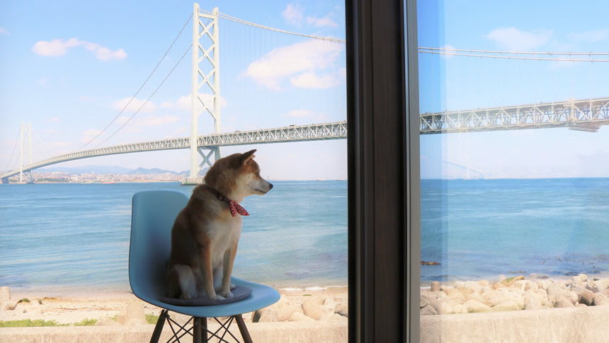 明石海峡大橋の目の前に建つPonteCasaの客室で座って外を眺める中型犬。絶景が自慢の宿。