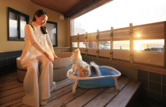 愛犬と泊まれる温泉宿ゆるり西伊豆の夕日を望むテラス