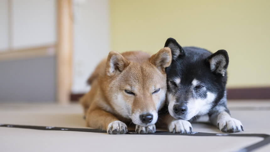 全ての shiba wanko様専用 レンズ(単焦点) - soudal.by